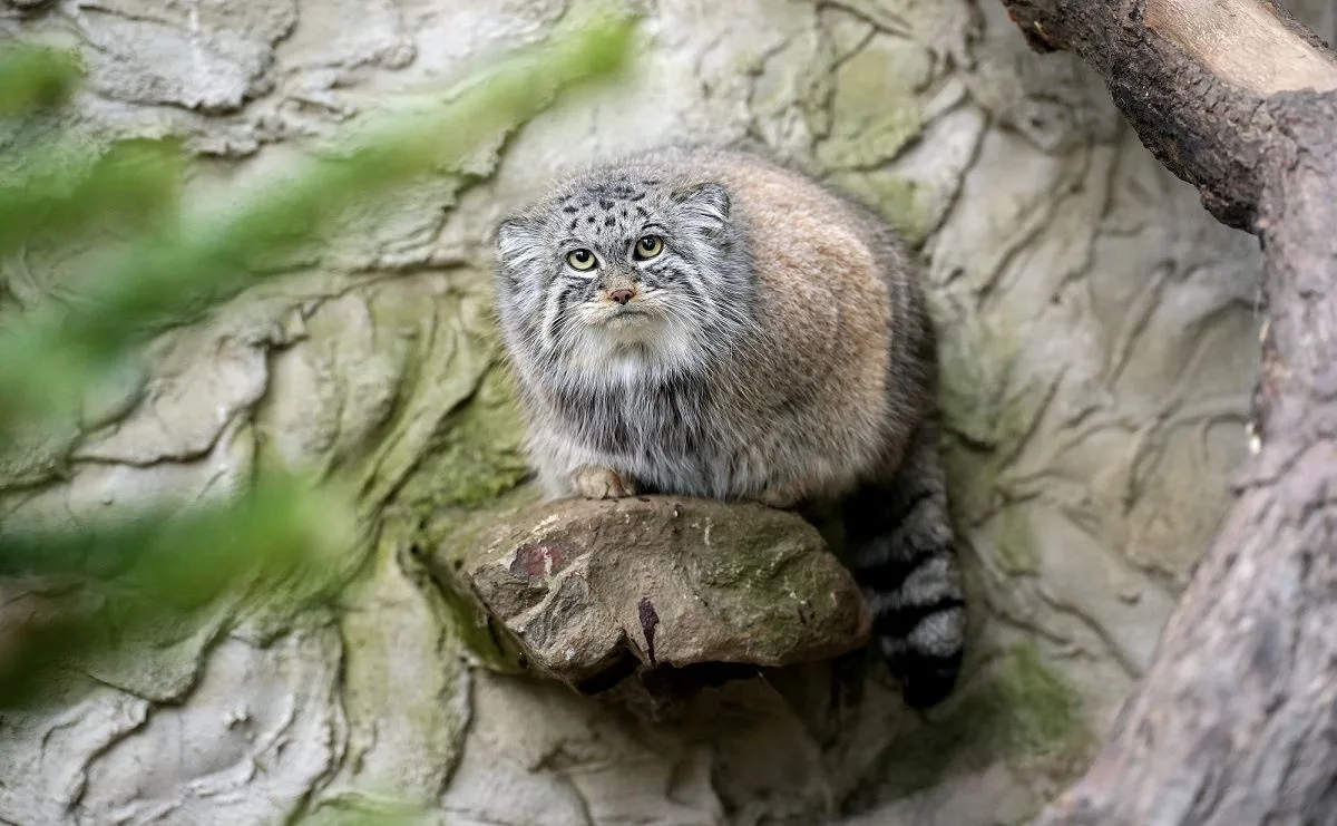Ilustrační foto. Foto: Zoo Ostrava