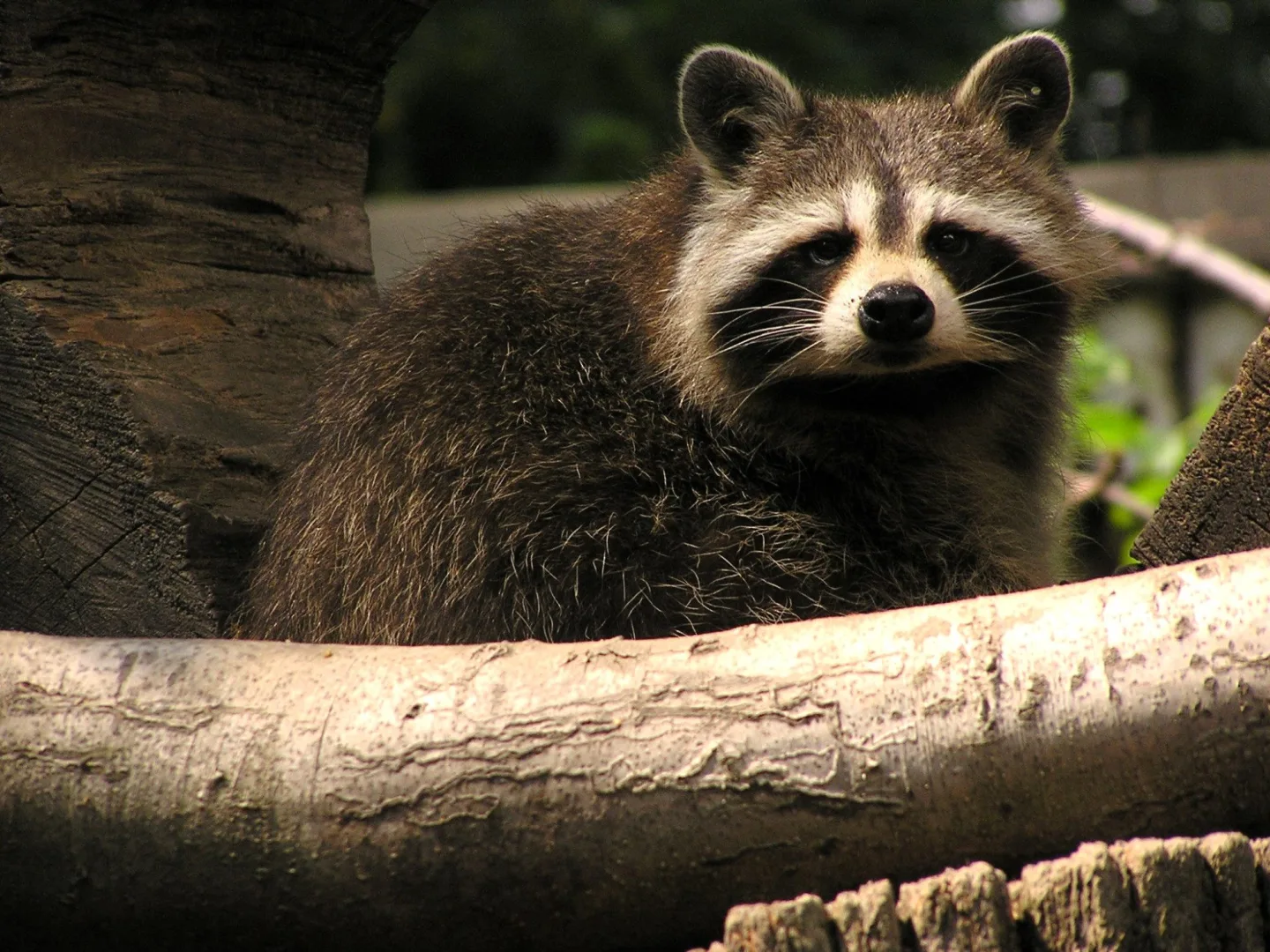 V Ostravě čelí mývalí invazi. Roztomilí medvídci sežrali vzácné škeble v zoo