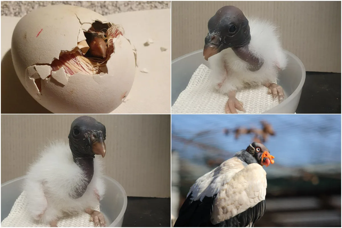 Pár kondorů pečuje v ostravské zoologické zahradě o své sedmé mládě