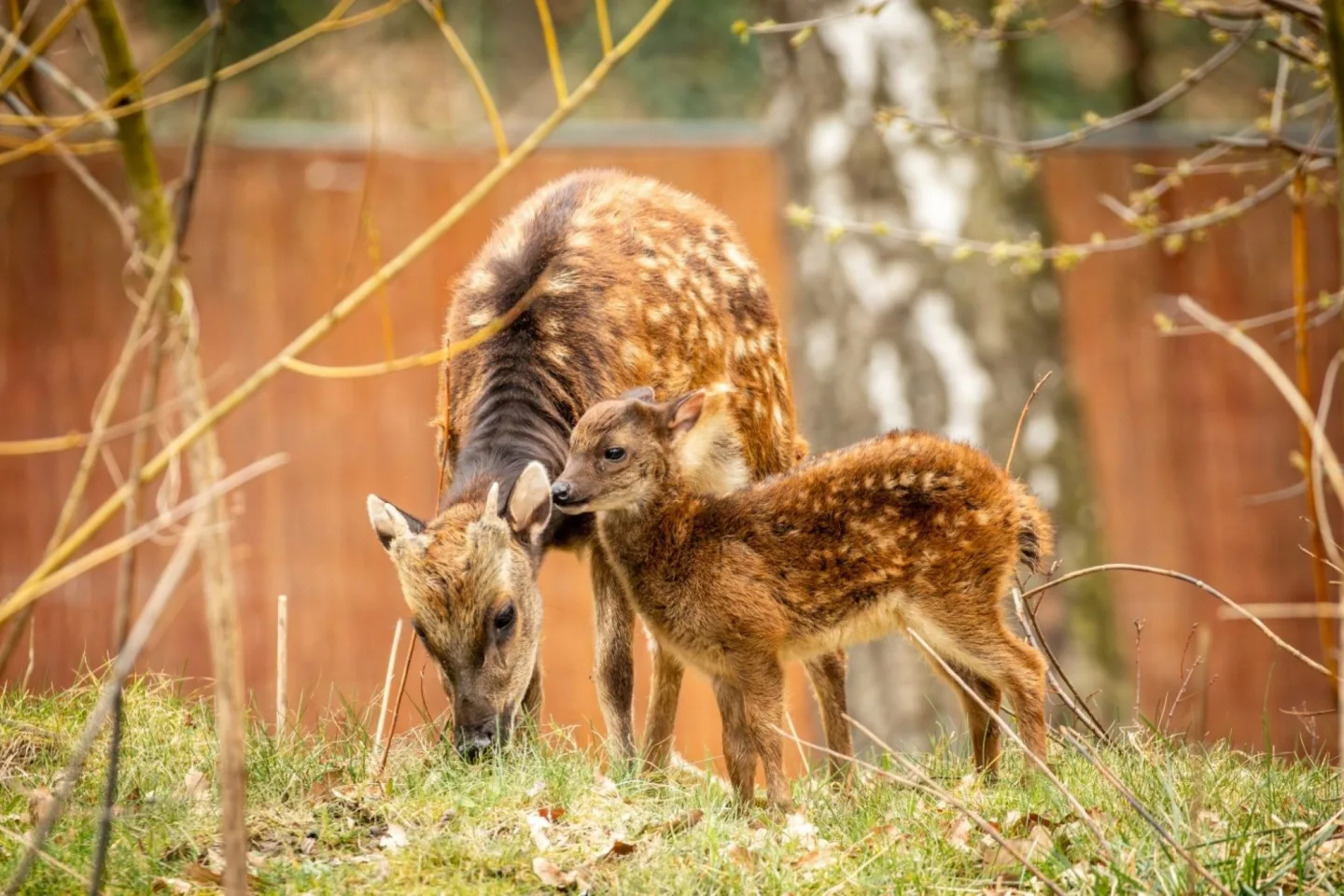 V ostravské zoo se narodilo 12 kolouchů, osm z nich patří k vyhubeným druhům