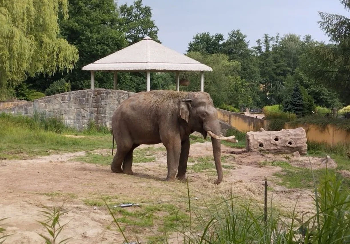 VIDEO: Zoo v Ostravě a v Praze si vyměnily slony, cestovali s nimi jejich chovatelé