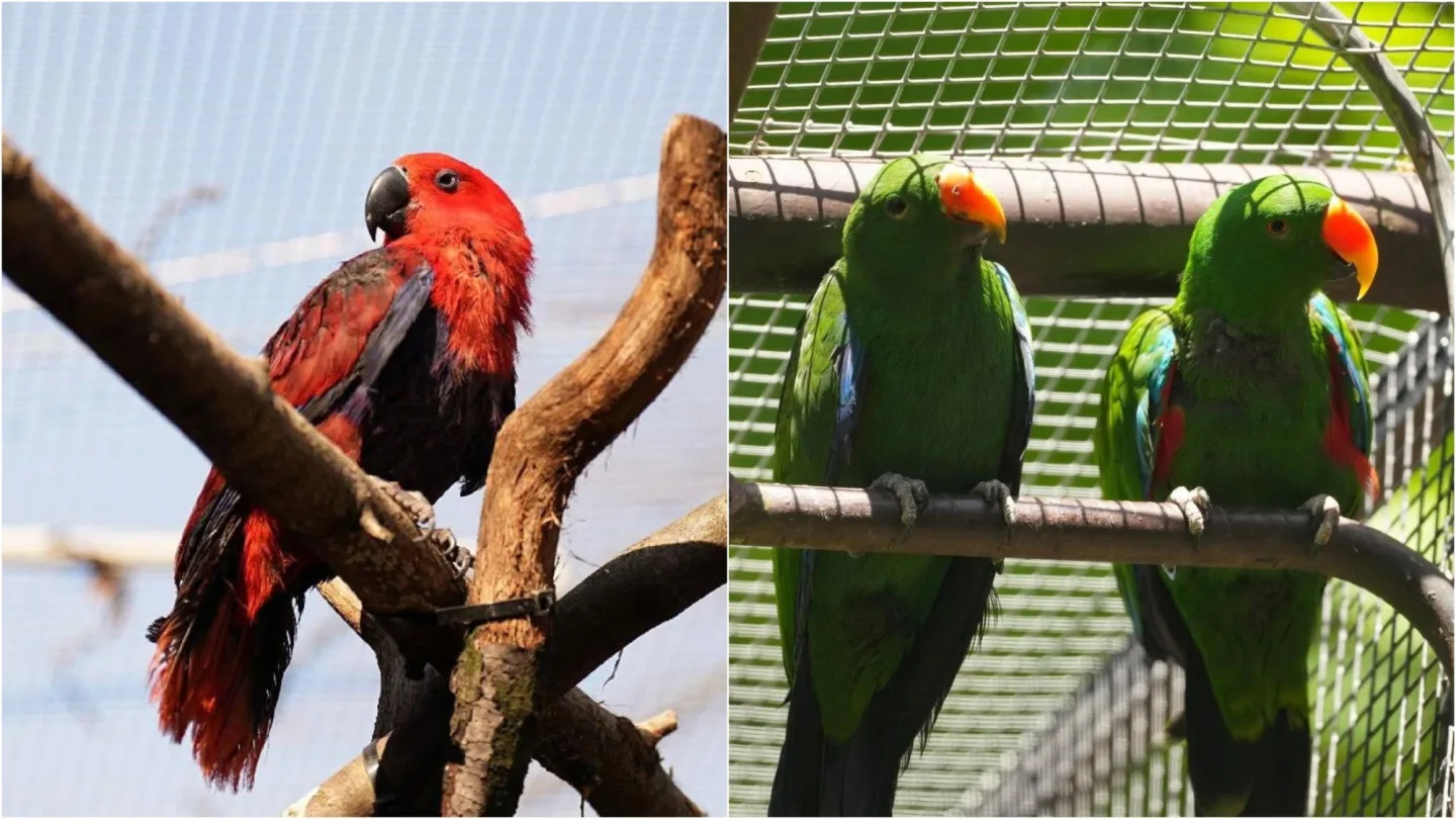 Samice tohoto druhu papouška jsou červené, kdežto samci zářivě zelení