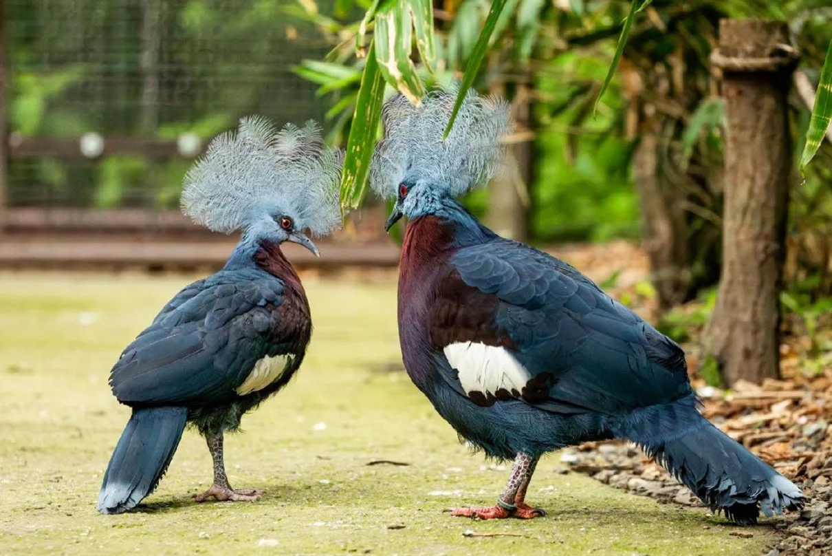Zoo Ostrava po 15 letech odchovala první mládě korunáče Sclaterova
