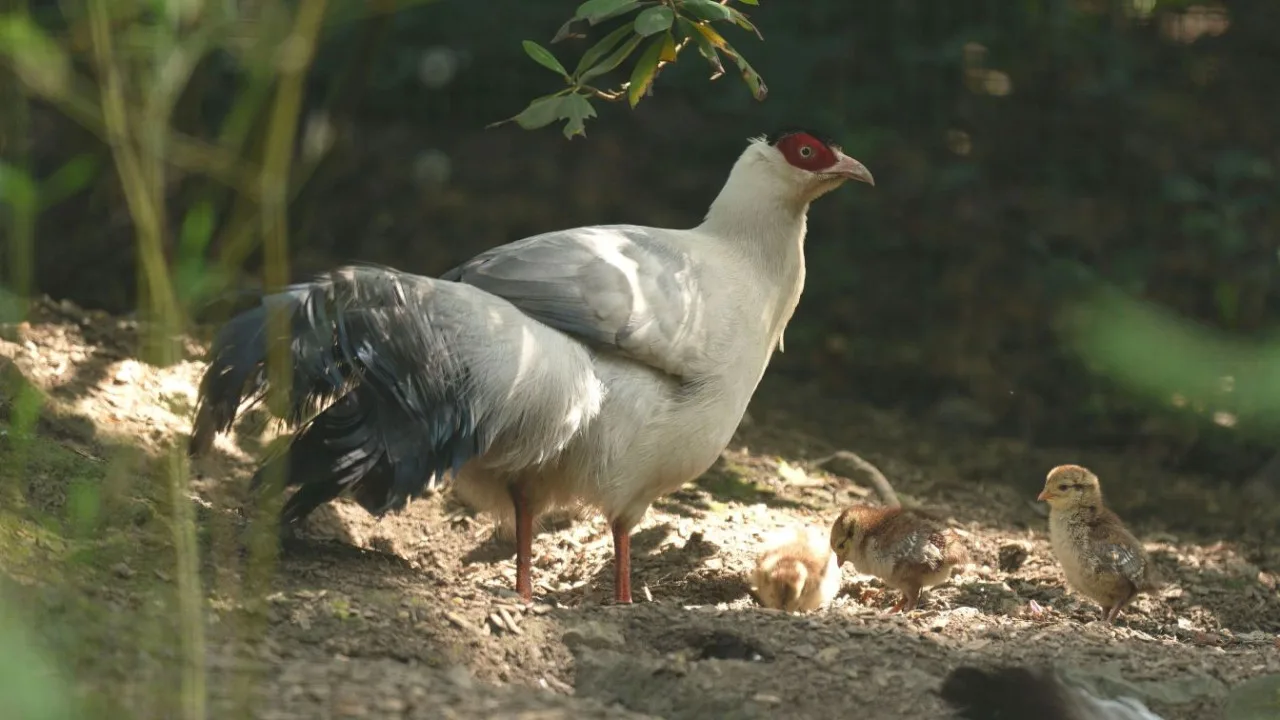 Ostravská zoo odchovala vzácné bažanty tibetské