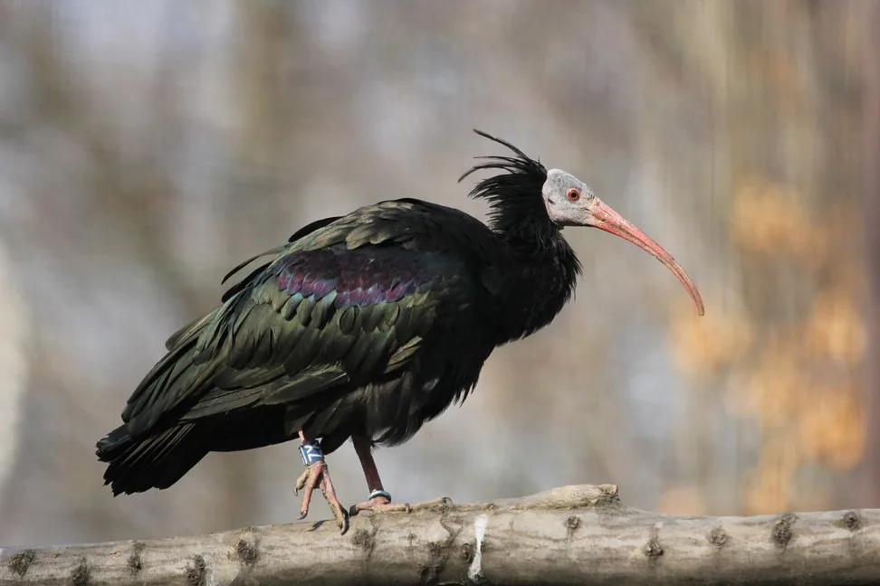 Ostravská zoo pomáhá. Do přírody vrací kriticky ohrožené ibisy skalní