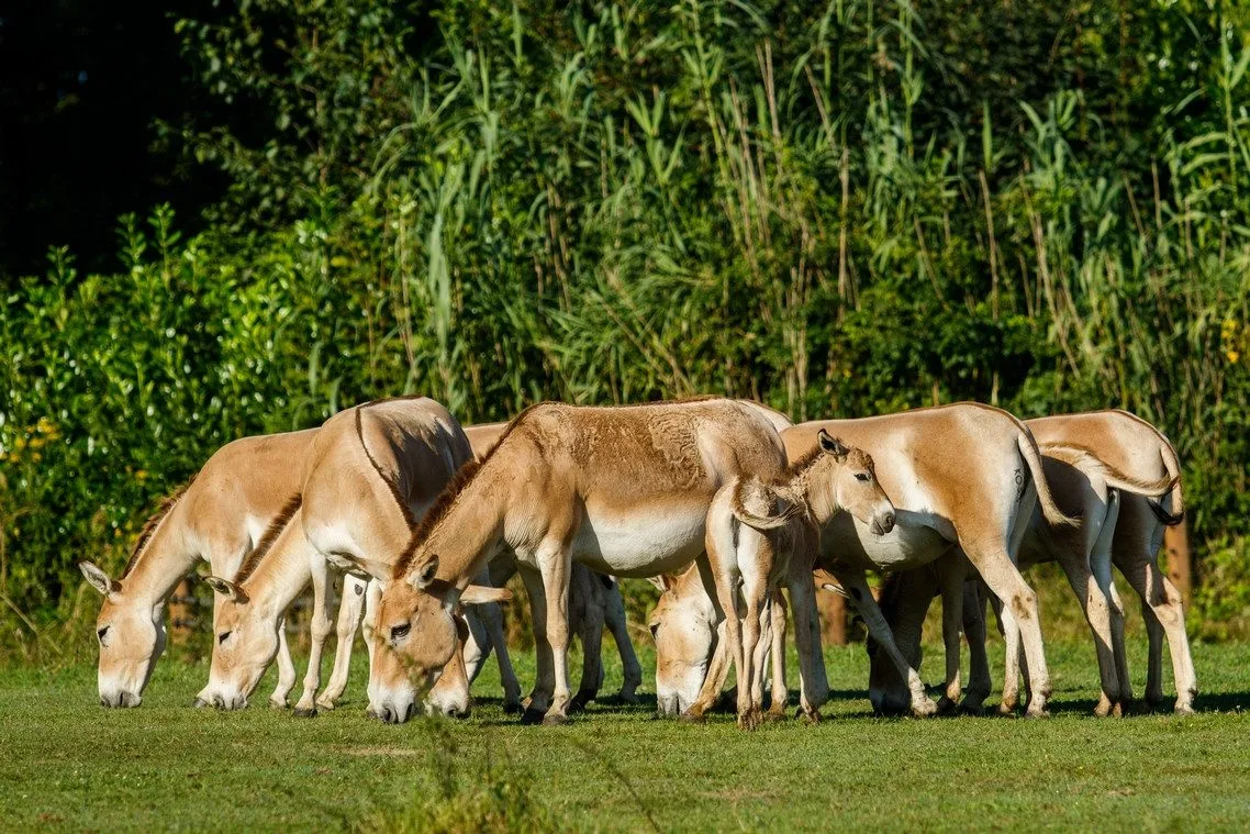 Největší stádo v Evropě. Ostravská zoo má nová mláďata vzácných oslů