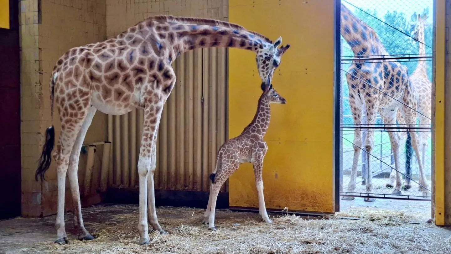 Zoo Ostrava slaví. Po jedenácti letech se narodilo žirafí mládě