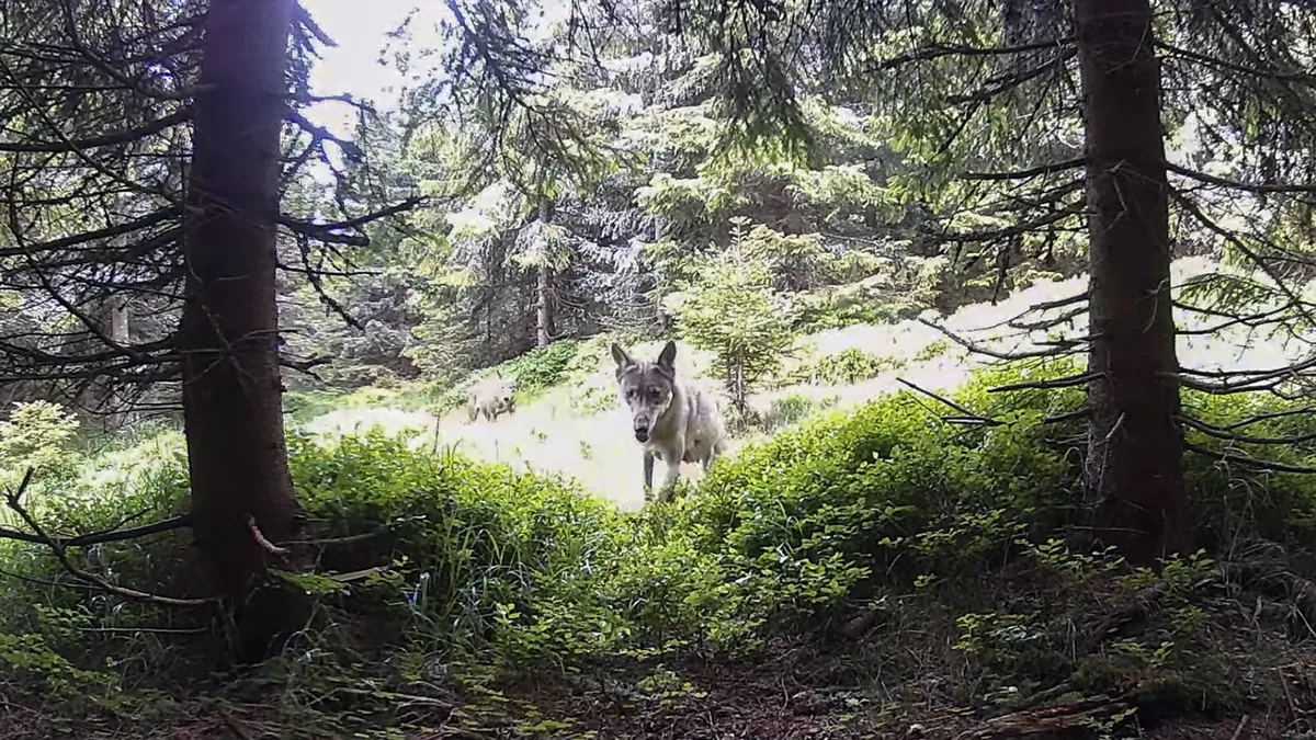 Záběr z fotopasti na vlky v oblasti Jeseníků