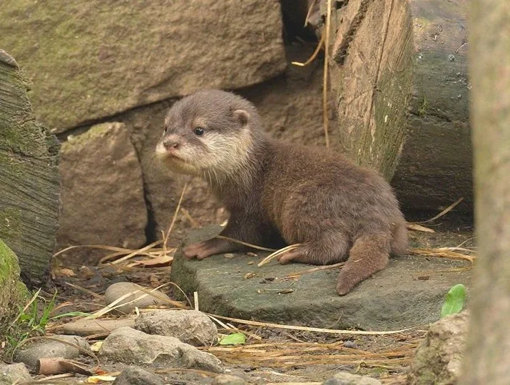 V ostravské zoo se narodila čtyři vydří mláďata. Na podzim je čeká stěhování