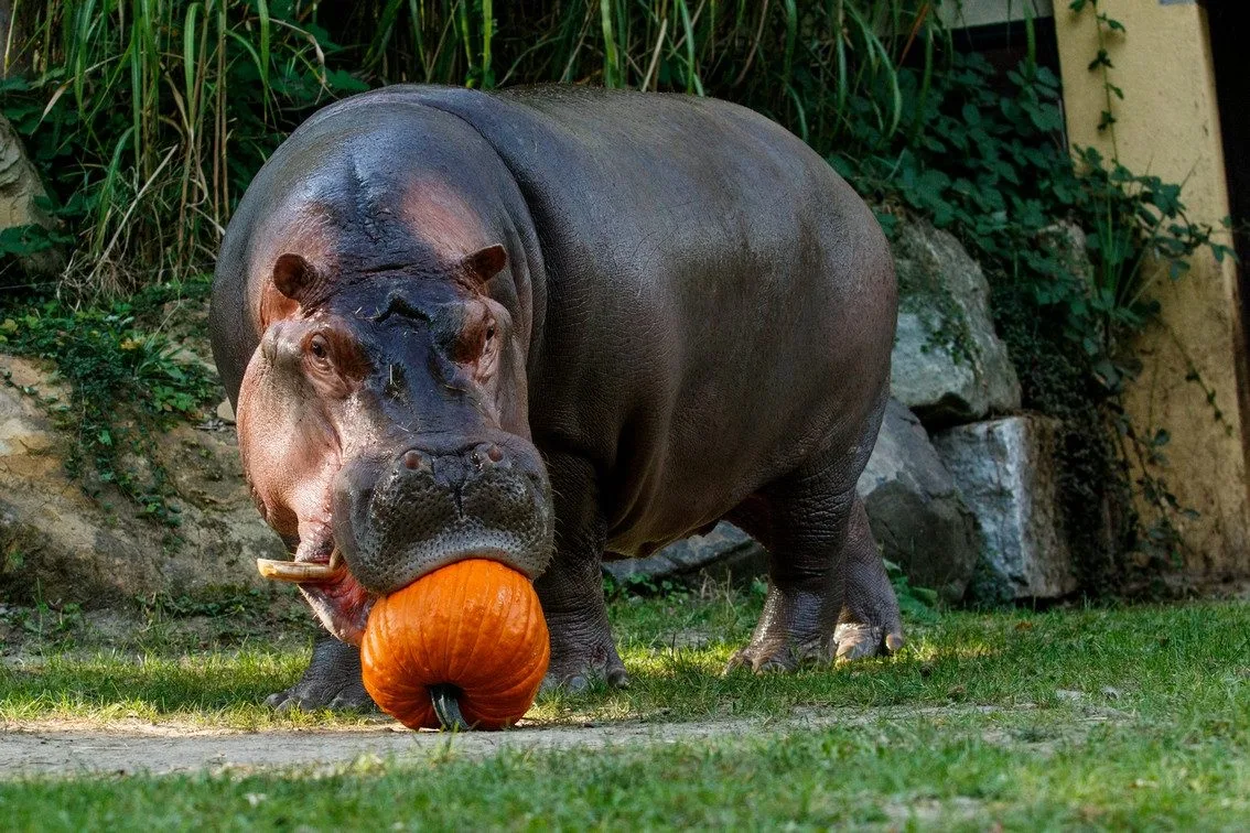 Nezabíjejte naše zvířata, prosí ostravská zoo. Lidé nerespektují zákaz krmení