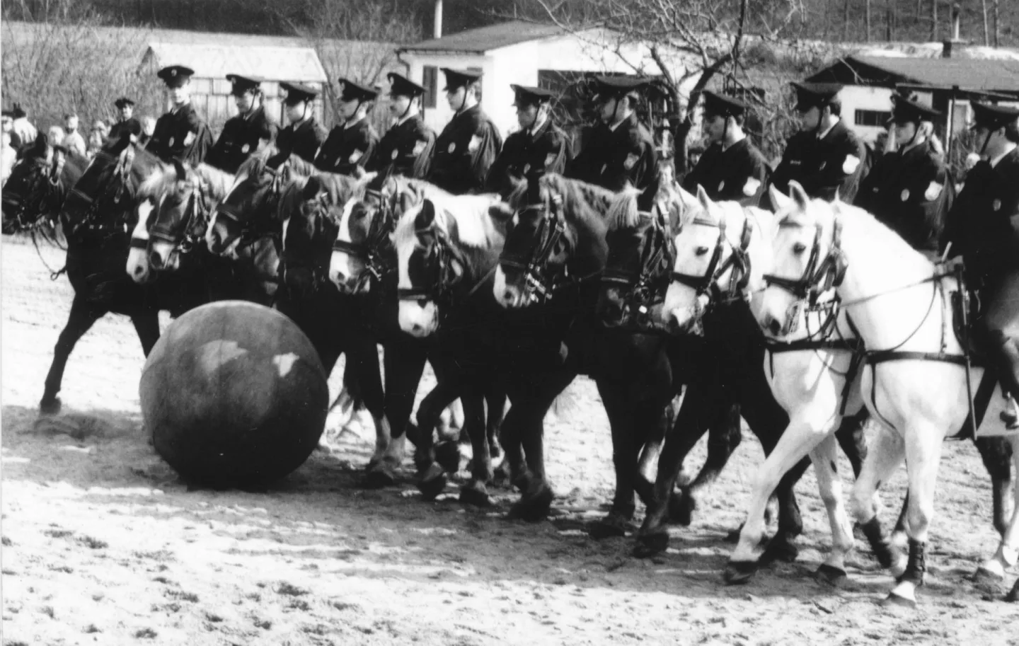 Starokladrubák Sid je u strážníků v Ostravě již 15 let. Nevadí mu křik, oheň ani střelba