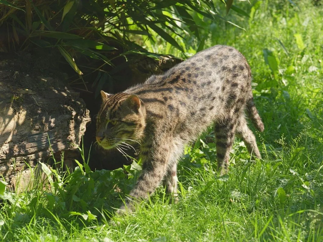 Samec z USA dorazil do Ostravy. Zoo doufá v mláďata kočky rybářské