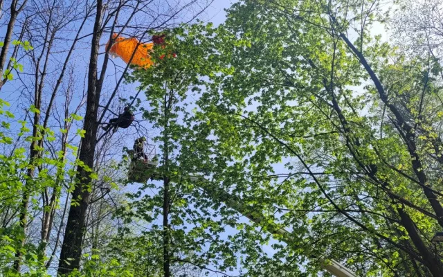 Hasiči sundávali paraglidistu ze stromu. Událost zaměstnala dvě jednotky hasičů
