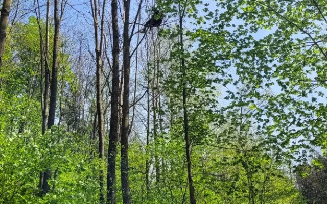 Hasiči sundávali paraglidistu ze stromu. Událost zaměstnala dvě jednotky hasičů
