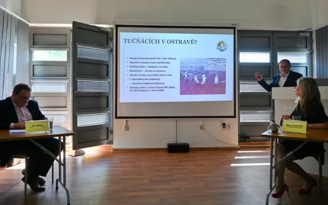 Ostrava chce tučňáky. Chystá pro ně luxusní bydlení