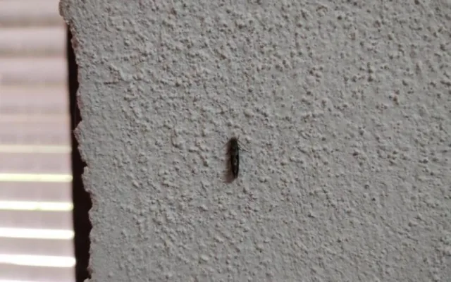 Inspekce uzavřela část obchodu v Odrách. Sklad byl plný odpadků a hmyzu