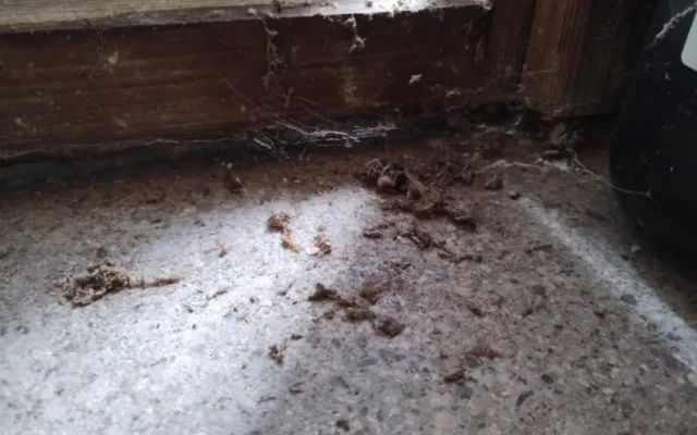 Inspekce uzavřela část obchodu v Odrách. Sklad byl plný odpadků a hmyzu