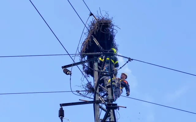Požár čapího hnízda v Albrechtičkách na Novojičínsku nepřežila čtyři mláďata