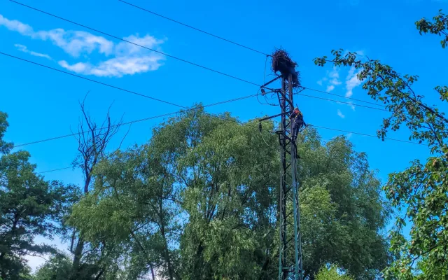 Požár čapího hnízda v Albrechtičkách na Novojičínsku nepřežila čtyři mláďata