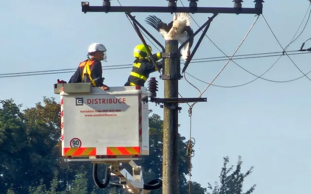 Čáp uvízl na sloupu elektrického vedení na Novojičínsku. Zůstal viset za nohu a nemohl dolů