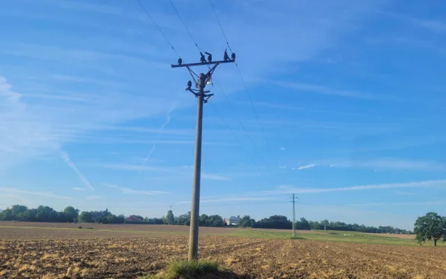 Čáp uvízl na sloupu elektrického vedení na Novojičínsku. Zůstal viset za nohu a nemohl dolů
