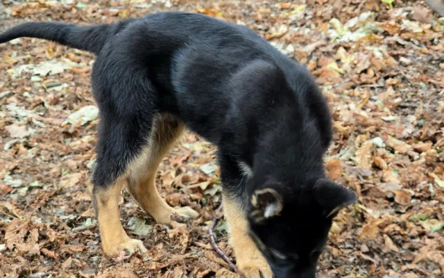 Nové policejní štěně se hlásí do služby. Opavský kynolog cvičí tříměsíčního německého ovčáka