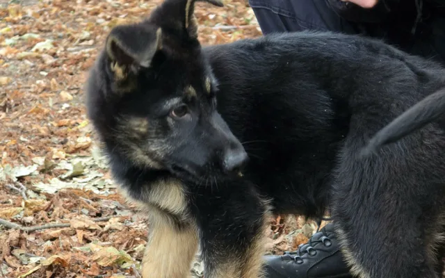 Nové policejní štěně se hlásí do služby. Opavský kynolog cvičí tříměsíčního německého ovčáka