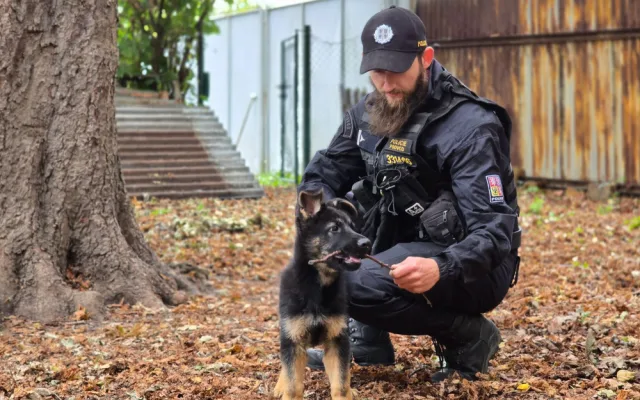 Nové policejní štěně se hlásí do služby. Opavský kynolog cvičí tříměsíčního německého ovčáka