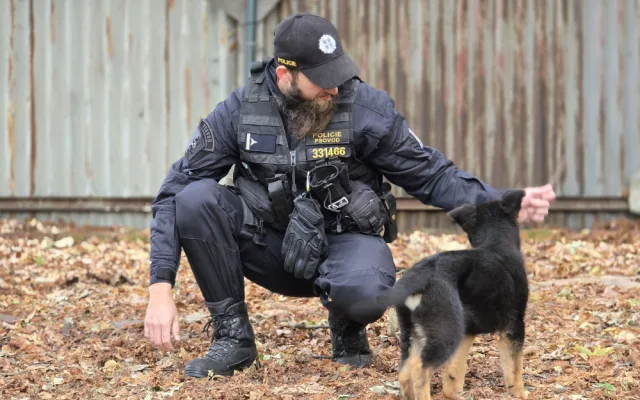 Nové policejní štěně se hlásí do služby. Opavský kynolog cvičí tříměsíčního německého ovčáka