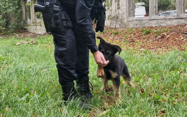 Nové policejní štěně se hlásí do služby. Opavský kynolog cvičí tříměsíčního německého ovčáka
