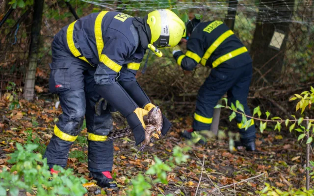Ostravští hasiči zachránili mládě jestřába lesního. Dravec při shánění oběda uvízl v ochranné síti