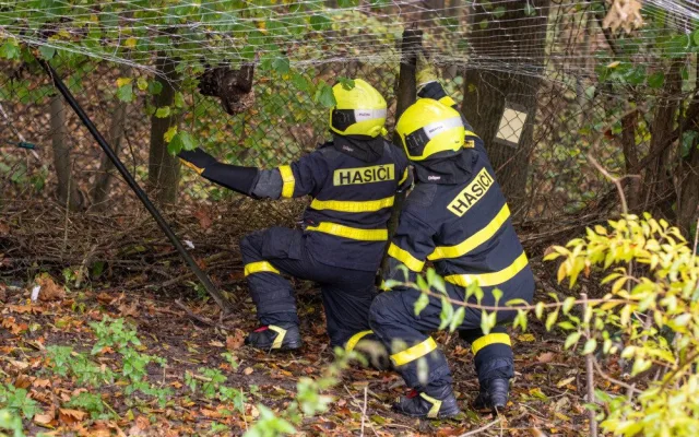 Ostravští hasiči zachránili mládě jestřába lesního. Dravec při shánění oběda uvízl v ochranné síti