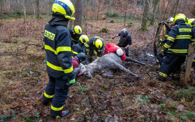 Lesní bažina se stala pastí pro koně. Vysíleného kopytníka na Frýdecko-Místecku z bahna tahali hasiči