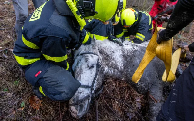 Lesní bažina se stala pastí pro koně. Vysíleného kopytníka na Frýdecko-Místecku z bahna tahali hasiči