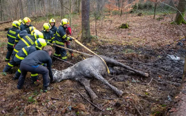 Lesní bažina se stala pastí pro koně. Vysíleného kopytníka na Frýdecko-Místecku z bahna tahali hasiči