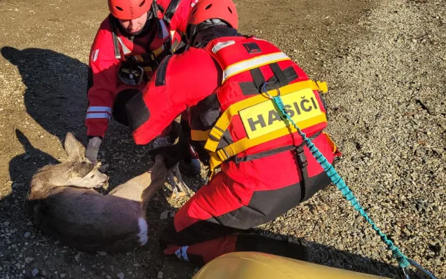 FOTO, VIDEO: Srna uvízla na zamrzlé přehradě. Z ledové pasti ji zachránili hasiči z Kopřivnice