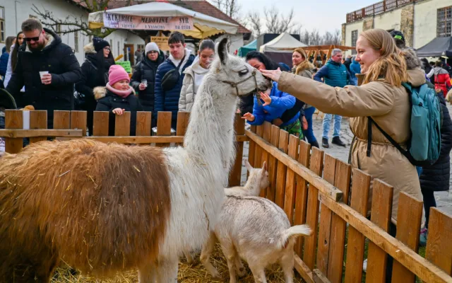 Masopustní veselí zasáhlo Slezskoostravský hrad. Zabíjačka i maškary.