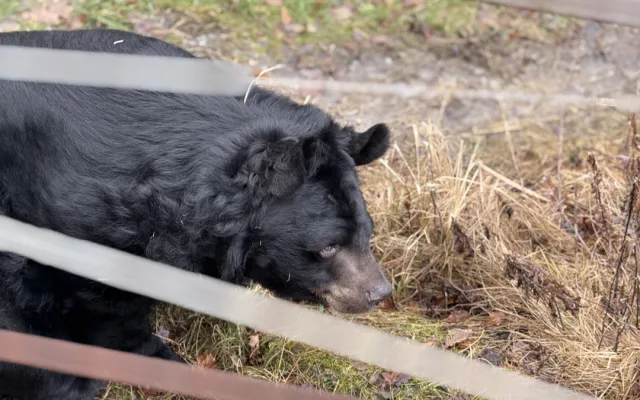 VIDEO: Medvěd Jirka z Konopiště se v Ostravě sžívá s ušatým kolegou. Jejich dostaveníčku dohlíželi hasiči