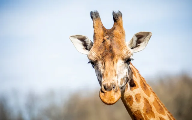 Ostravská zoo zavádí preventivní opatření proti šíření slintavky a kulhavky, chce ochránit zvířata před nákazou