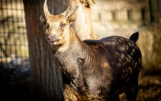 Ostravská zoo zavádí preventivní opatření proti šíření slintavky a kulhavky, chce ochránit zvířata před nákazou