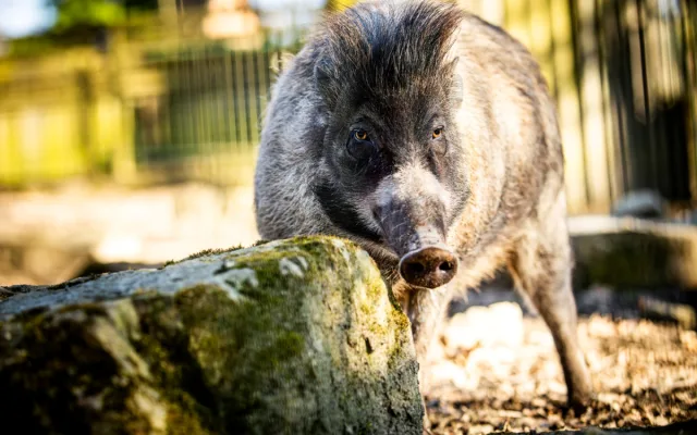 Ostravská zoo zavádí preventivní opatření proti šíření slintavky a kulhavky, chce ochránit zvířata před nákazou