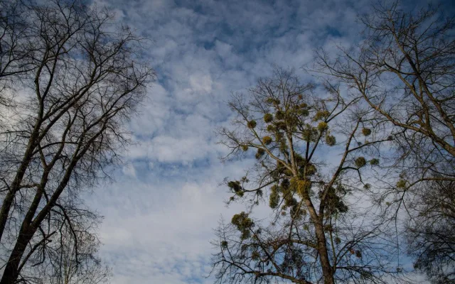 Ostravské stromy dostanou čerstvý sestřih. Arboristé je ošetří a odstraní jmelí