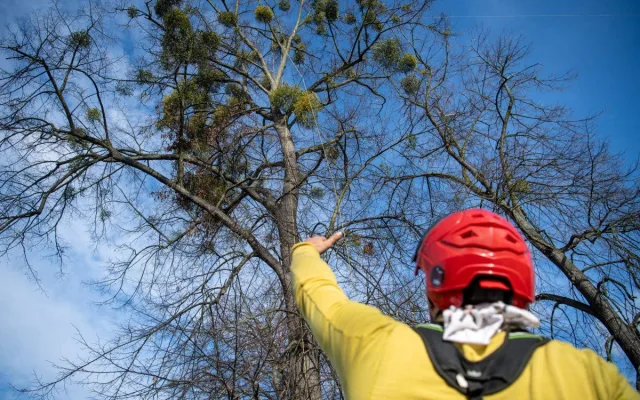 Ostravské stromy dostanou čerstvý sestřih. Arboristé je ošetří a odstraní jmelí