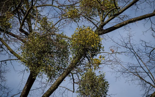 Ostravské stromy dostanou čerstvý sestřih. Arboristé je ošetří a odstraní jmelí