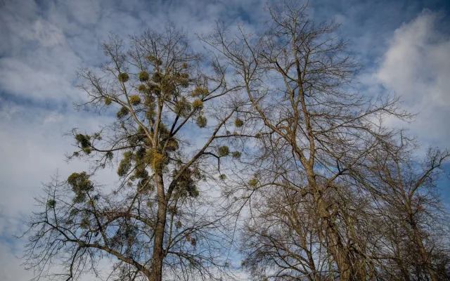 Ostravské stromy dostanou čerstvý sestřih. Arboristé je ošetří a odstraní jmelí