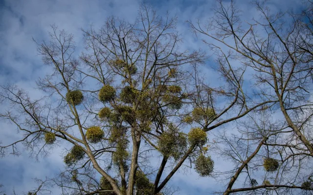Ostravské stromy dostanou čerstvý sestřih. Arboristé je ošetří a odstraní jmelí