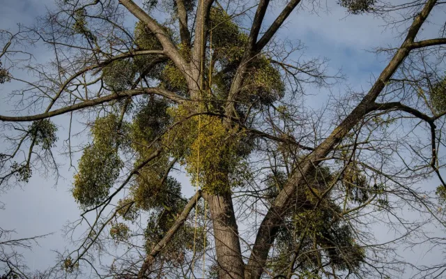 Ostravské stromy dostanou čerstvý sestřih. Arboristé je ošetří a odstraní jmelí