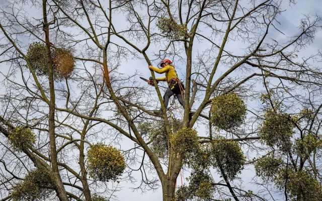 Ostravské stromy dostanou čerstvý sestřih. Arboristé je ošetří a odstraní jmelí