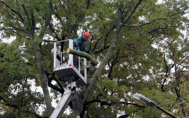 V Bohumíně kácí stromy, úprava stoletého parku Petra Bezruče je v nejhlučnější fázi