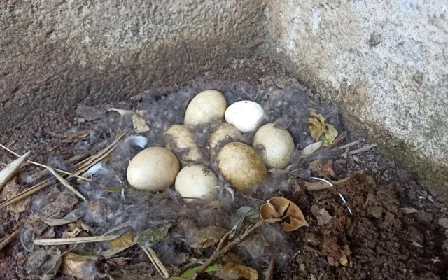 Chytrá vejce z Brna pomáhají zachraňovat ohrožené ptáky po celém světě